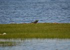 Kievit (Northern Lapwing) (Vanellus vanellus) - Ogii Nuur 14-08-2016 (1)